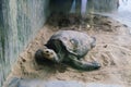 Giant big galapgos earth tortoise turtle on the floor