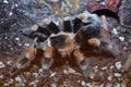 Giant bird eating spider Royalty Free Stock Photo