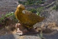 Giant bird in the garden