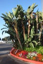 Giant Bird of Paradise (Strelitzia nicolai)