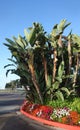 Giant Bird of Paradise (Strelitzia nicolai Royalty Free Stock Photo