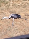 Giant bird plunged to his death in my yard