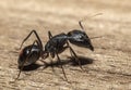 The giant black ant Camponotus Xerxes