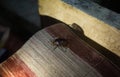 Giant black Bug on the red bench night time Royalty Free Stock Photo