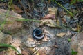 Giant black millipede insect curled in a spiral for defense Royalty Free Stock Photo