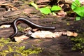 Giant black millipede in tropical rainforest