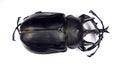 Giant black rhinoceras beetle Megasoma actaeon isolated on white. Collection beetles. Dynastidae. Coleoptera.