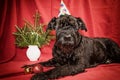 Giant Black Schnauzer dog in Christmas time Royalty Free Stock Photo