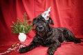 Giant Black Schnauzer in holiday time Royalty Free Stock Photo