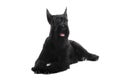 Giant black schnauzer on white Royalty Free Stock Photo