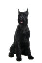 Giant black schnauzer on white