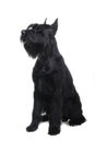 Giant black schnauzer on white Royalty Free Stock Photo