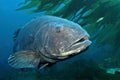 Giant Black Seabass in California