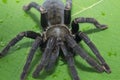 Giant Black spider isolate on green