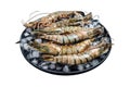 Giant Black tiger prawns shrimps on a plate with ice. Raw Seafood. Isolated on white background. Top view. Royalty Free Stock Photo