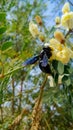 Giant black wasp on the flower, black beetle on the flower. Royalty Free Stock Photo