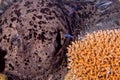 Giant blackparsnip stingray fish eye detail