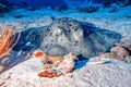 Giant blackparsnip stingray fish during night dive