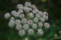 Giant blooming hogweed, dangerous to humans. Closeup of blooming Giant Hogweed or Heracleum plant and its seed heads. Poisonous Royalty Free Stock Photo