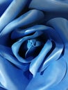 The giant blue flower rose background