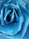 The giant blue flower rose background