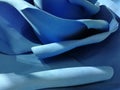 The giant blue flower rose background