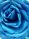 The giant blue flower rose background