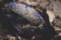 Giant blue ground beetle Carabus destroyed Royalty Free Stock Photo