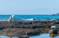 Giant Blue heron on rock in Galapagos Islands Royalty Free Stock Photo