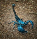 Giant blue scorpion & x28;Heterometrus spinifer& x29; Royalty Free Stock Photo