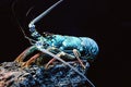 Giant blue sea lobster Royalty Free Stock Photo