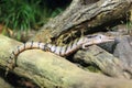 Giant blue-tongued skink Royalty Free Stock Photo