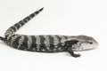 Giant blue-tongued skink lizard or Tiliqua gigas isolated on white background Royalty Free Stock Photo