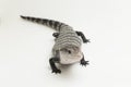 Giant blue-tongued skink lizard or Tiliqua gigas isolated on white background Royalty Free Stock Photo