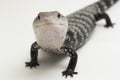 Giant blue-tongued skink lizard or Tiliqua gigas isolated on white background Royalty Free Stock Photo