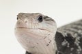 Giant blue-tongued skink lizard or Tiliqua gigas isolated on white background Royalty Free Stock Photo