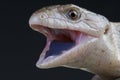 Giant blue-tongued skink / Tiliqua gigas