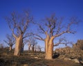 Giant Boab trees Royalty Free Stock Photo