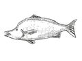 Giant Boarfish New Zealand Fish Cartoon Retro Drawing Royalty Free Stock Photo