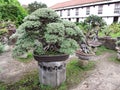 Giant Bonsai at Baluarte De San Diego Gardens Manila Philippines Royalty Free Stock Photo