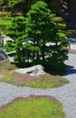 Giant bonsai in sring garden Royalty Free Stock Photo