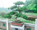 Giant bonzai tree at the garden in Wuhan China