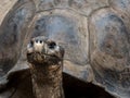 Giant Box Turtle Up Close with Head and Shell Royalty Free Stock Photo