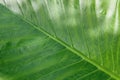 Giant bright green Taro Leaves