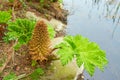 Giant broad leaved plants of the species Gunnera manicata, or Chilean rhubarb, with flowers on spikes or panicles up to one meter