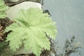 Giant broad leaved plants of the species Gunnera manicata, or Chilean rhubarb, with flowers on spikes or panicles up to one meter