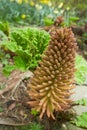 Giant broad leaved plants of the species Gunnera manicata, or Chilean rhubarb, with flowers on spikes or panicles up to one meter