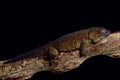 Giant bronze gecko Ailuronyx trachygaster