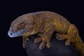 Giant bronze gecko Ailuronyx trachygaster