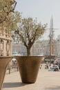 Giant bronze vase oil tree in it